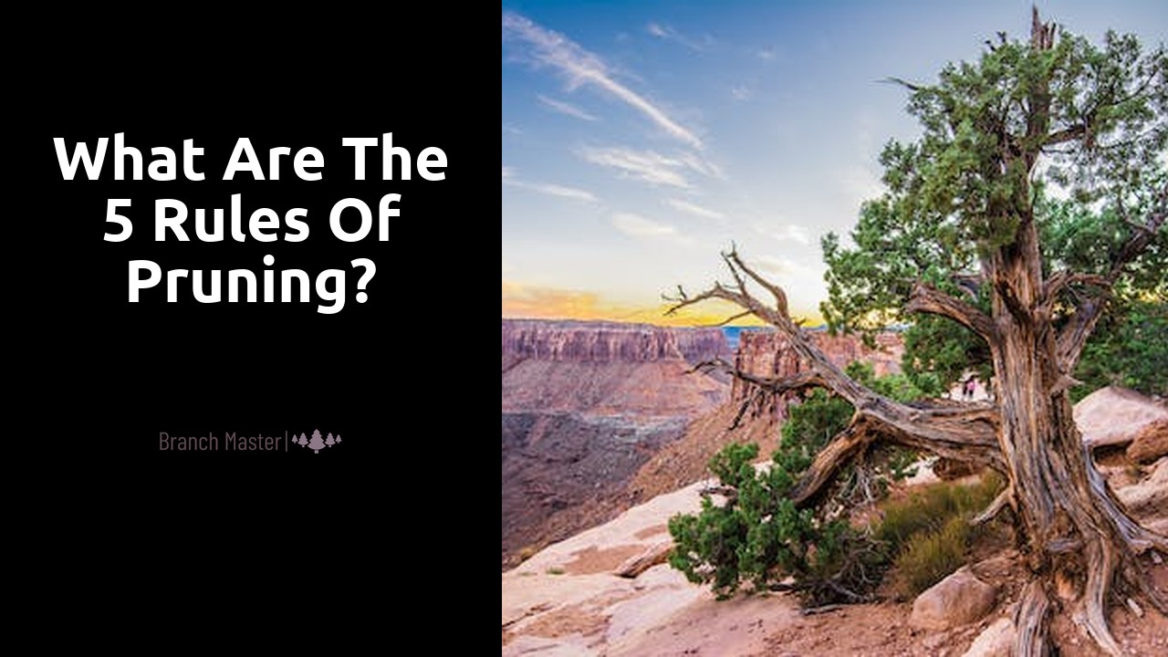 What are the 5 rules of pruning?