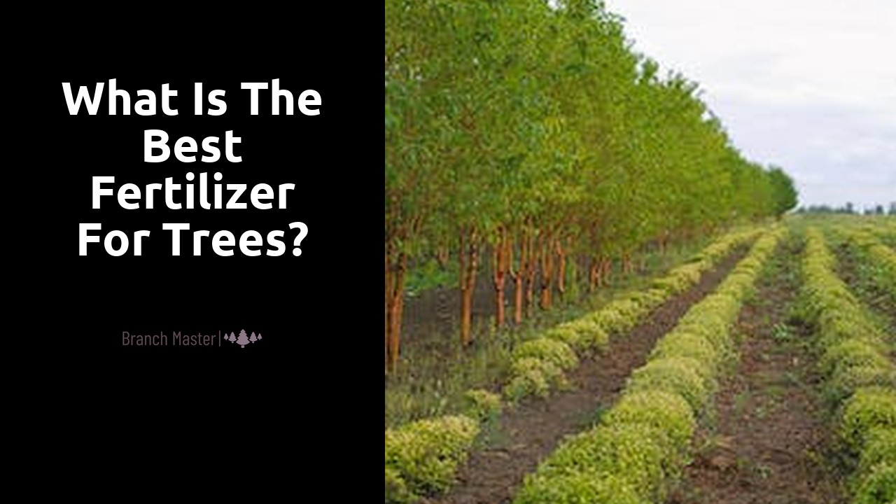 What is the best fertilizer for trees?