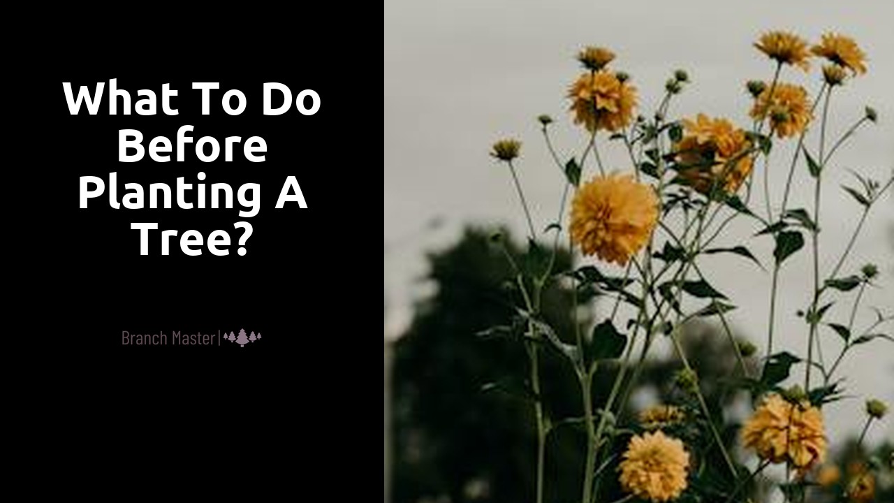 What to do before planting a tree?